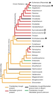 Figure 4: Phylogeny of mammaliaforms (simplified after ref. 18 ) mapping distributions of the post-dentary trough and the Meckelian groove.