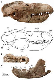 Figure 1: Holotype of Repenomamus giganticus (IVPP V14155).