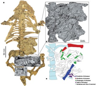 Figure 3: The postcranial skeleton of R. robustus (IVPP V13605).