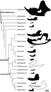 Figure 4: Relationship between basal mammals with attached lower jaws to show their relative sizes (adopted from ref. 7)