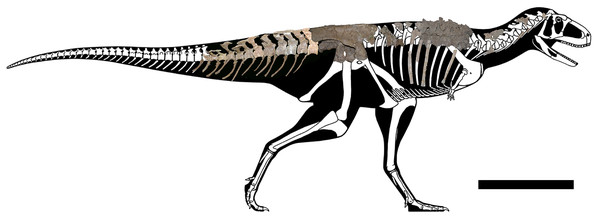 Figure 1: Axial skeleton of Aucasaurus garridoi . Lateral right view of the axial elements of the holotype MCF-PVPH-236. Scale bar: 1 m. Silhouette modified from Scott Hartman ( https://www.skeletaldrawing.com ). Download full-size image DOI: 10.7717/peerj.16236/fig-1