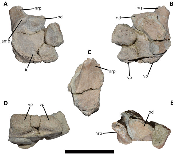 Figure 2: Atlas of Aucasaurus garridoi MCF-PVPH-236. In anterior (A), posterior (B), right lateral (C), ventral (D), and dorsal (E) views. amp, anteromedial process; ic, intercentrum; nrp, neurapophysis; od, odontoid; vp, ventral process. Scale bar: 5 cm. Download full-size image DOI: 10.7717/peerj.16236/fig-2