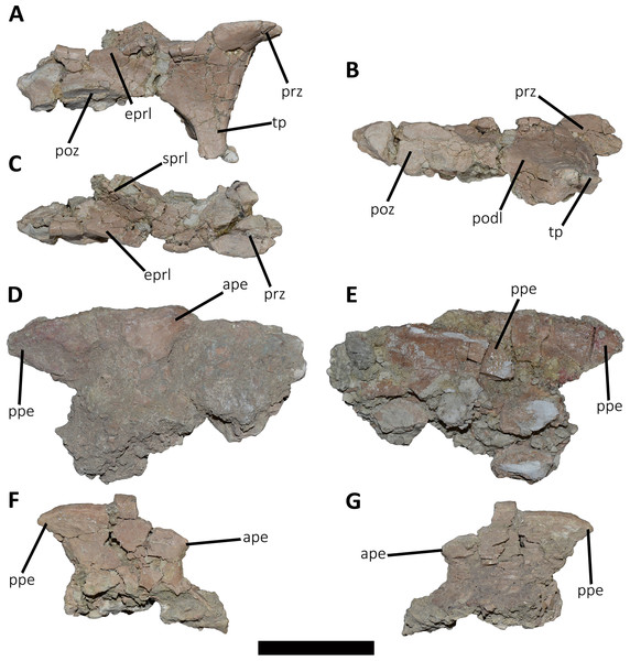 Figure 3: Cervical vertebra fragments of Aucasaurus garridoi MCF-PVPH-236. In lateral (A, G and E), ventral (B), dorsal (C), and medial (D and F) views. ape, anterior process of epipophysis; eprl, epipophyseal prezygapophyseal lamina; podl, postzygodiapophyseal lamina; poz, postzygapophysis; ppe, posterior process of epipophysis; prz, prezygapophysis; sprl, spinoprezigapophyseal lamina; tp, transverse process. Scale bar: 5 cm. Download full-size image DOI: 10.7717/peerj.16236/fig-3