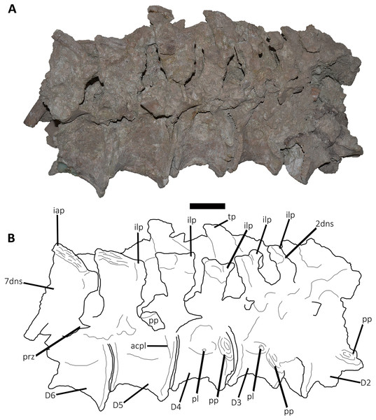 Figure 4: (A–B) Photographs and line drawings of the anterior dorsal vertebrae of Aucasaurus garridoi MCF-PVPH-236. In lateral (A) view. 2dns, second dorsal neural spine; 7dns, seventh dorsal neural spine; acpl, anterior centroparapophyseal lamina; D2–D6, second to seventh dorsal vertebrae; iap, interspinous accessory process; ilp, interspinous ligament process; pl, pleurocoel; pp, parapophysis; prz, prezygapophysis; tp, transverse process. Scale bar: 5 cm. Download full-size image DOI: 10.7717/