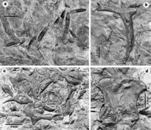 Figure 2: Bone morphology of the sauropod embryos from Auca Mahuevo.
