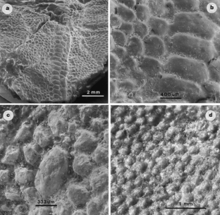 Figure 3: Natural cast of the integument of the sauropod embryos from Auca Mahuevo.