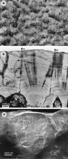 Figure 4: Eggshell morphology of the Auca Mahuevo embryos.