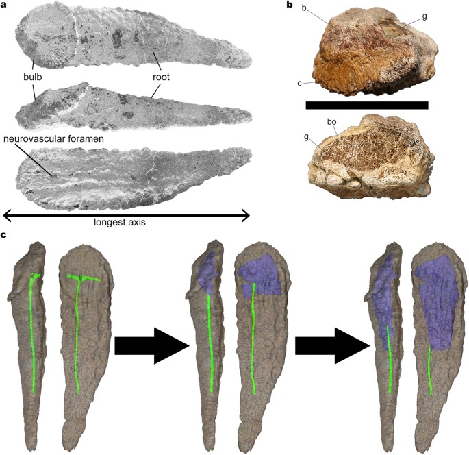 Figure 1: Titanosaur bulb and root osteoderms anatomy.