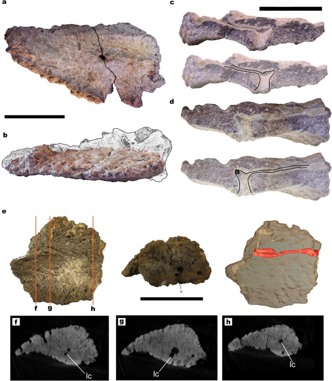 Figure 2: Titanosaur osteoderms with small canals and dense spongy bone.
