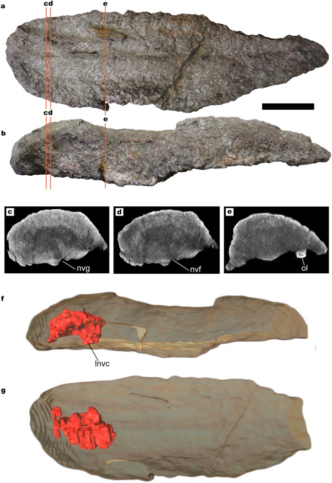 Figure 3: Titanosaur osteoderm with small internal cavities.