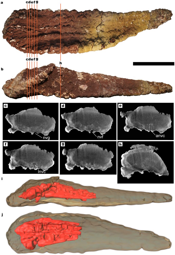 Figure 4: Titanosaur osteoderm with large internal cavities.