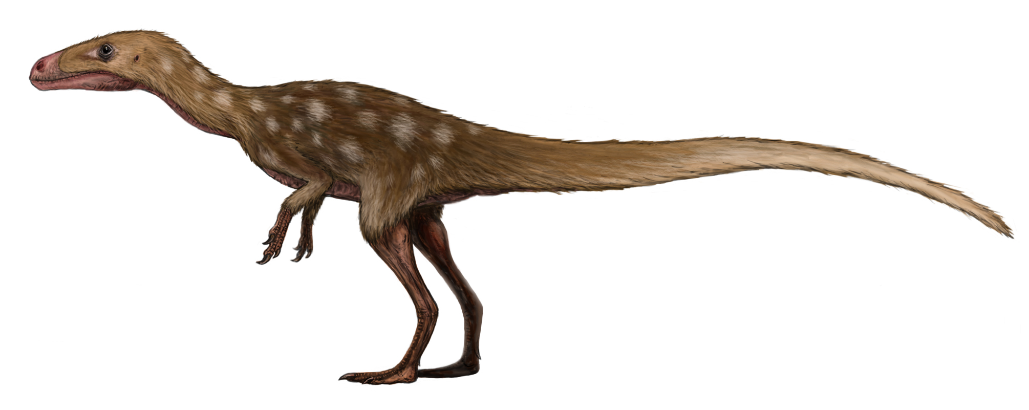 Santanaraptor placidus