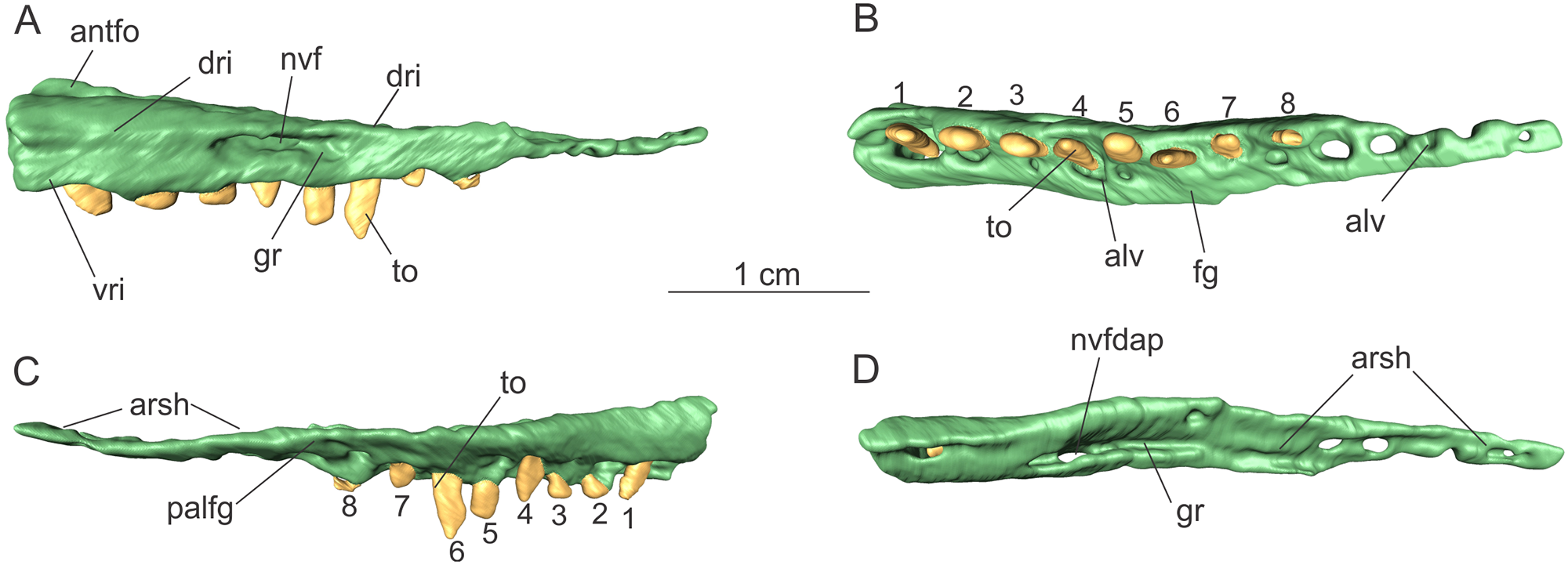 Fig 1. Posterior ramus of the right maxilla of the specimen MCP-3845-PV of Saturnalia tupiniquim in lateral (A), ventral (B), medial (C), and dorsal (D) views.