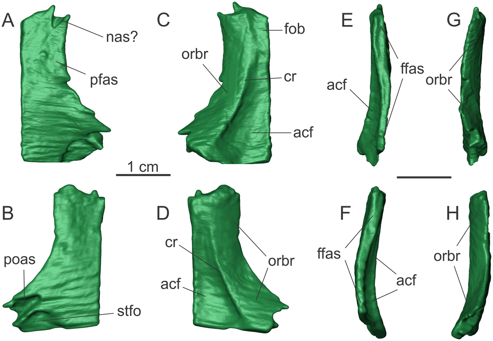 Fig 2. Right and left frontals of the specimen MCP 3845 PV of Saturnalia tupiniquim in dorsal (A, B), ventral (C, D), medial (E, F), and lateral (G, H) views, respectively.