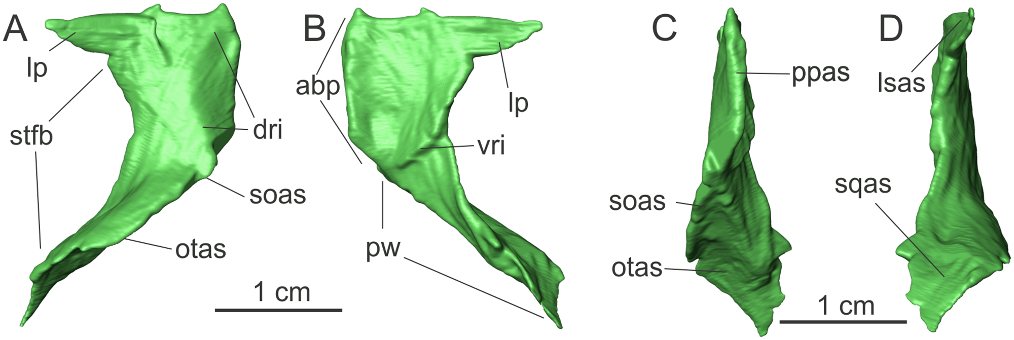 Fig 3. Left parietal of the specimen MCP 3845 PV of Saturnalia tupiniquim in dorsal (A), ventral (B), medial (C), and lateral (D) views.