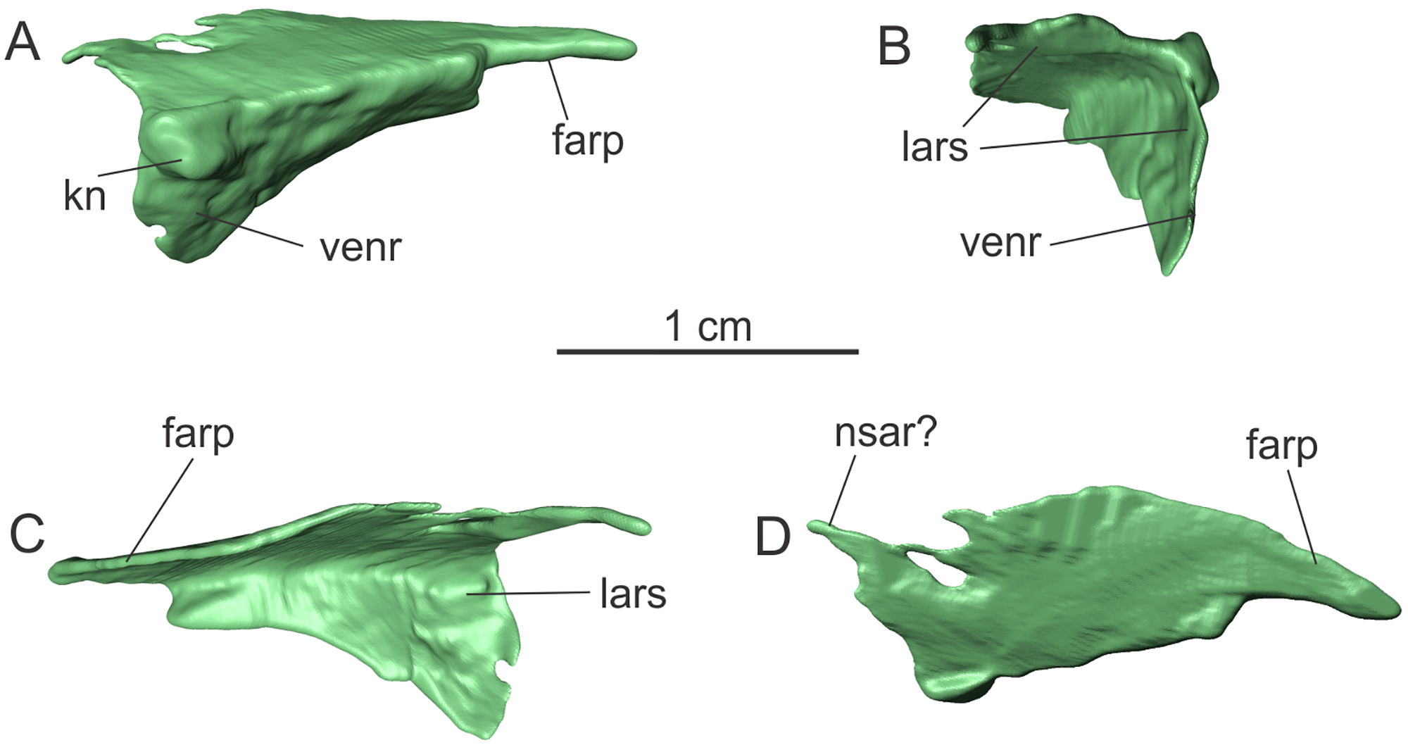 Fig 4. Left prefrontal of the specimen MCP-3845-PV of Saturnalia tupiniquim in lateral (A), anterior (B), medial (C), and dorsal (D) views.