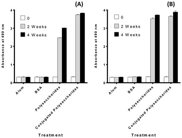 Figure 3: Antibody levels against: (A) serotype 6A/B conjugated pneumococcal polysaccharides, results indicate a highly significance difference in the antibody levels against pure and conjugated 6 A/B pneumococcal polysaccharide in both week 2 and 4 boost immunization, ( p < 0.0001) for both time intervals. (B) Serotype 19F conjugated polysaccharides, results indicate significant difference in the antibody levels against pure and conjugated 19F pneumococcal polysaccharide in both week 2 and 4 bo