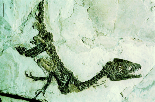 Figure 1: The holotype of Scipionyx samniticus , gen.et sp. nov., fossilized in a beige limestone from the Lower Cretaceous (Albian) of Pietraroia (Benevento, southern Italy).
