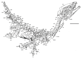 Figure 2: Scipionyx samniticus gen.et sp. nov.