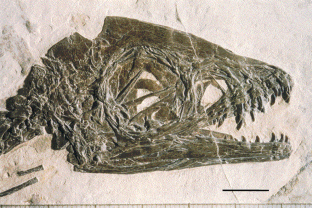 Figure 3: Close-up of the skull of Scipionyx .