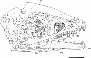 Figure 4: Sketch of the skull of Scipionyx shown in Fig. 3