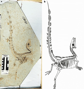 Figure 2: Sinosauropteryx prima Ji and Ji.