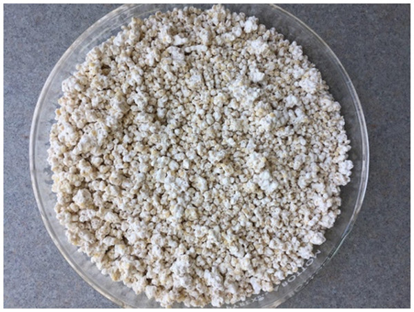 Figure 1: Millet grains fully mycotized by B. bassiana conidia. Photo credit: Maryam Nouri-Aiin. Download full-size image DOI: 10.7717/peerj.11101/fig-1