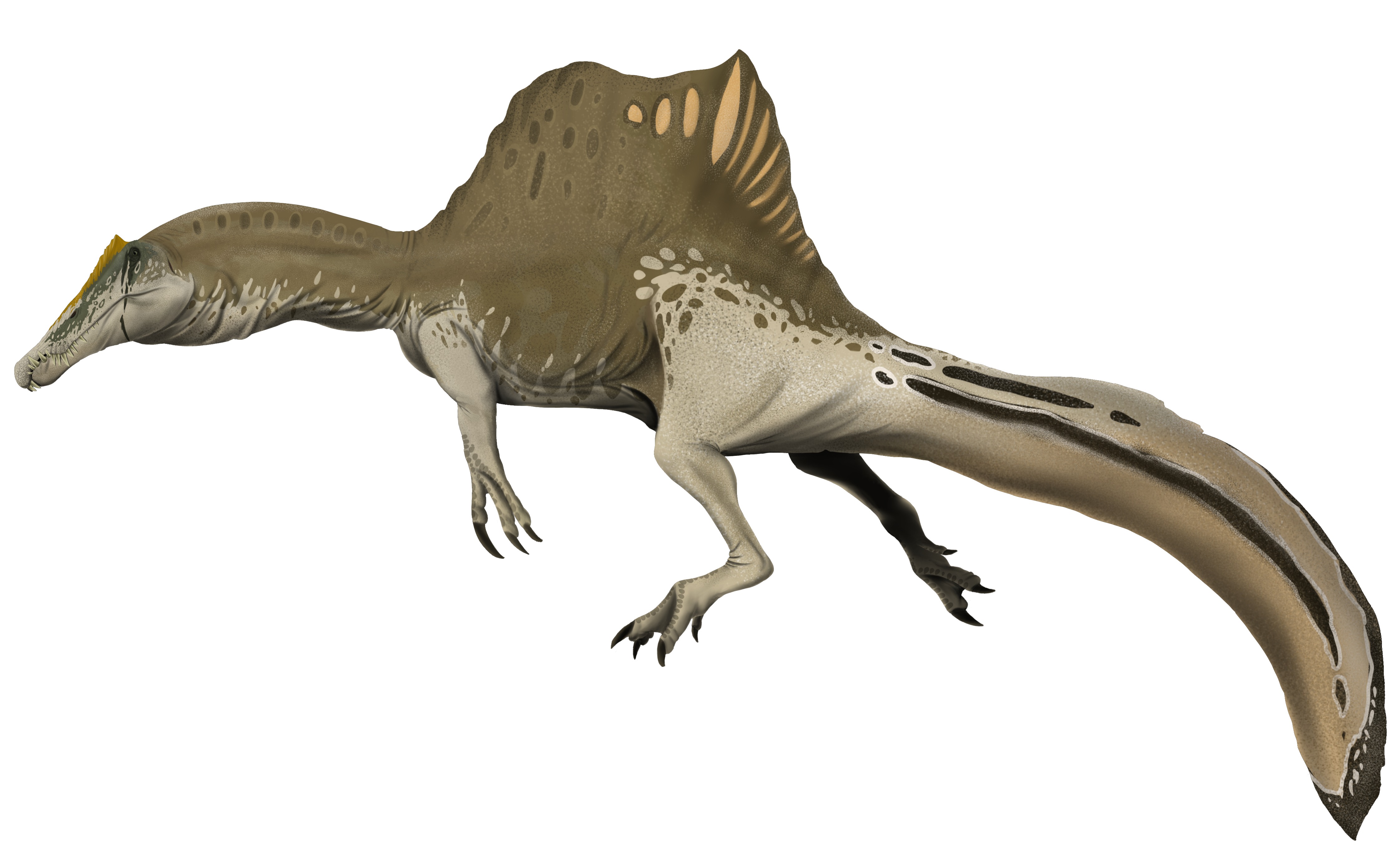 Spinosaurus aegyptiacus