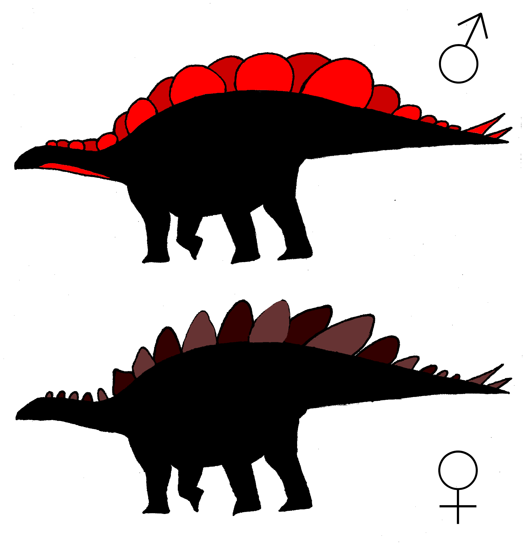 Fig 4. Hypothetical silhouettes of male and female S . mjosi .