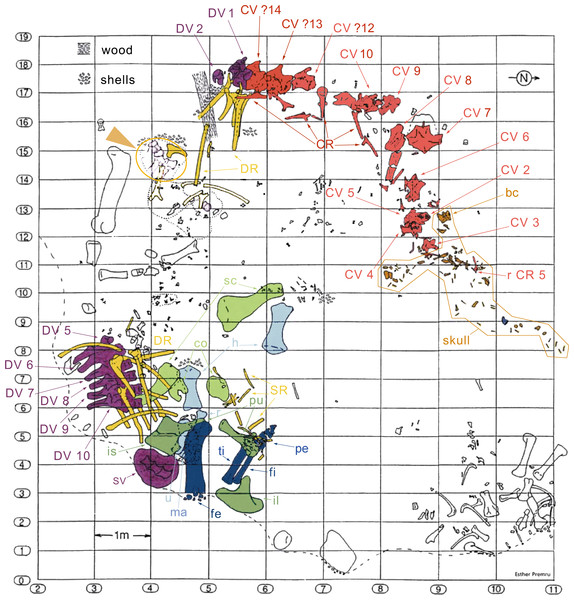 Figure 3: Quarry map of SMA 0011. Note the separation of the cervical series and the skull from the dorsal column and the appendicular skeleton, and the articulated block of dorsal vertebrae that do not belong to SMA 0011 (see arrowhead between horizontal lines 15 and 16). Abb.: bc, braincase; co, coracoid; CR, cervical rib; CV, cervical vertebra; DR, dorsal ribs; DV, dorsal vertebra; fe, femur; fi, fibula; fl, forelimb; h, humerus; hl, hindlimb; il, ilium; is, ischium; ma, manus; pcg, pectoral 