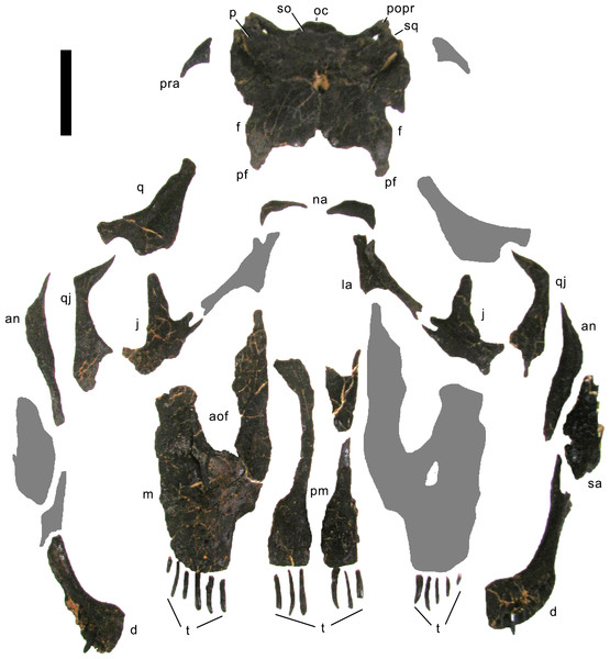 Figure 4: Skull bones of Galeamopus pabsti SMA 0011 before mounting. Gray elements were lacking and reconstructed for the mounted skull. Abb.: an, angular; aof, antorbital fenestra; d, dentary; f, frontal; j, jugal; la, lacrimal; m, maxilla; na, nasal; oc, occipital condyle; p, parietal; pf, prefrontal; pm, premaxilla; popr, paroccipital process; pra, proatlas; q, quadrate; qj, quadratojugal; sa, surangular; so, supraoccipital; sq, squamosal; t, teeth. Scale bar = 10 cm. Photo by Urs Möckli and 