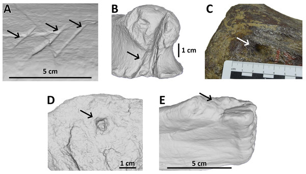 Figure 1: Examples of bite traces on Morrison Formation sauropod elements. Examples of each tooth trace category used for this article. (A) Drag on pubis of AMNH FARB 675 (currently considered an indeterminate macronarian 3D model of the holotype of “ Apatosaurus ” minimus , ©American Museum of Natural History); (B) bite and drag on a phalanx of AMNH FARB 264 (3D model; an indeterminate neosauropod, ©American Museum of Natural History); (C) pit on a mid-caudal vertebra of AMNH FARB 5760 (part of