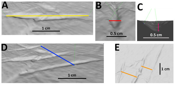Figure 2: Examples of measurements of bite traces. Examples of each possible measurement used for this article, taken on the traces A, B and C (visible in picture E from right to left) of pubis of AMNH FARB 675 (3D model of the holotype of “ Apatosaurus ” minimus , currently considered an indeterminate macronarian; ©American Museum of Natural History). (A) Length of trace B. (B) Width of trace B. (C) Depth of trace B, calculated from the cosine of the distance between the margins of the trace an