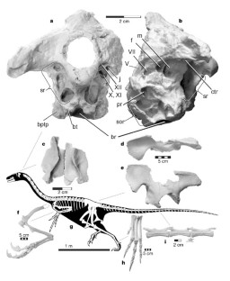 Figure 1: Skeletal elements of Falcarius utahensis .