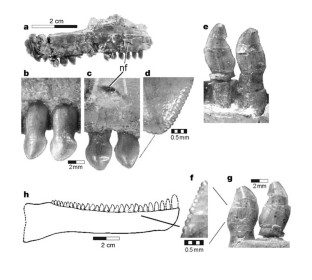 Figure 2: Jaws and teeth of Falcarius utahensis .