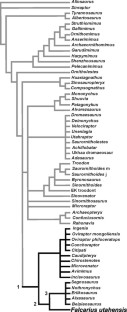 Figure 3: Phylogenetic relationships of Falcarius among the Coelurosauria.