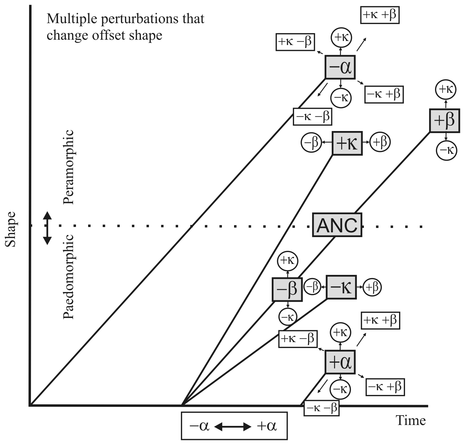 Figure 1. Formalism for heterochronic processes and their morphological expressions.
