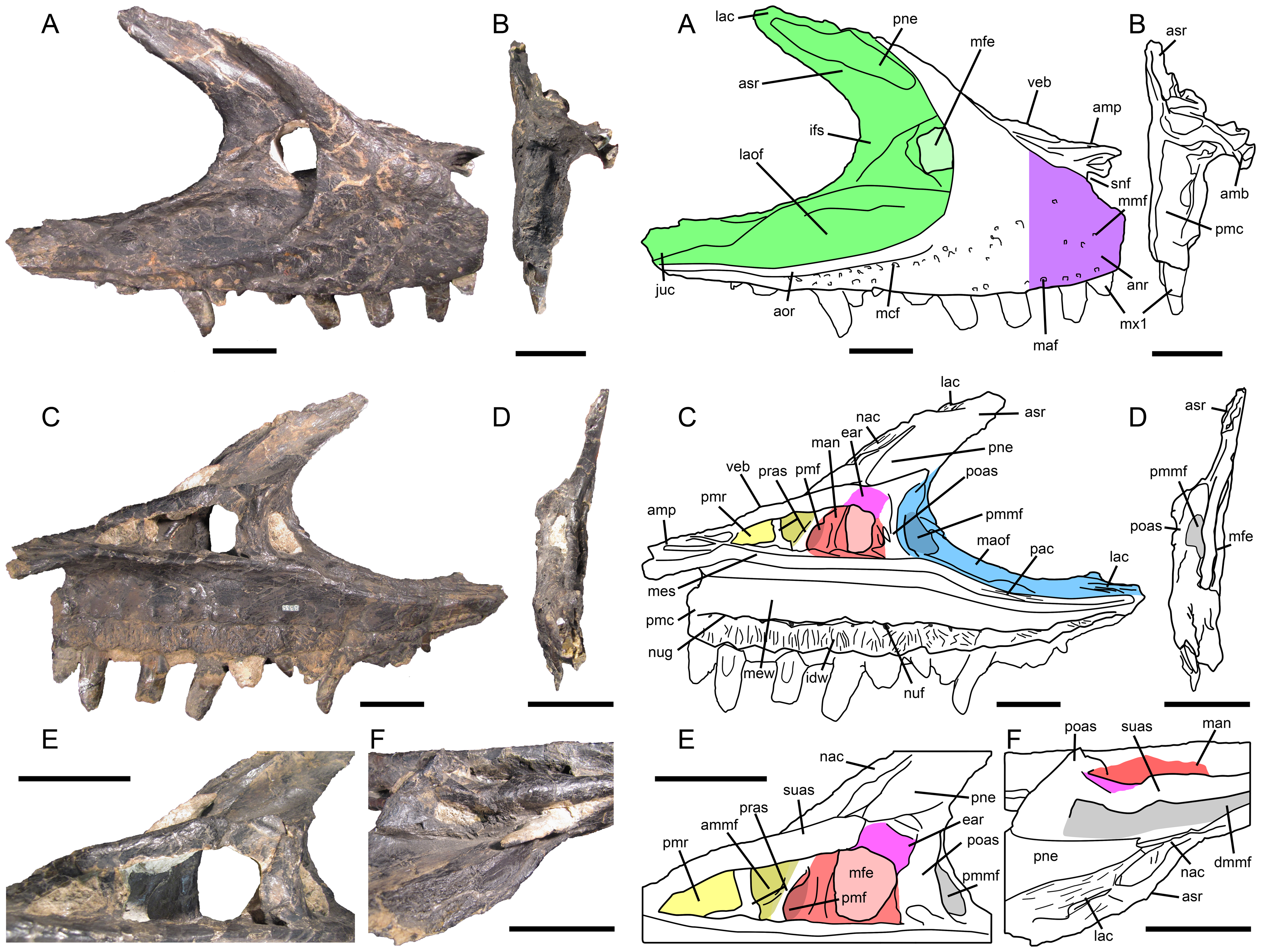 Figure 1. Proposed terminology and annotation of the nonavian theropod maxilla.