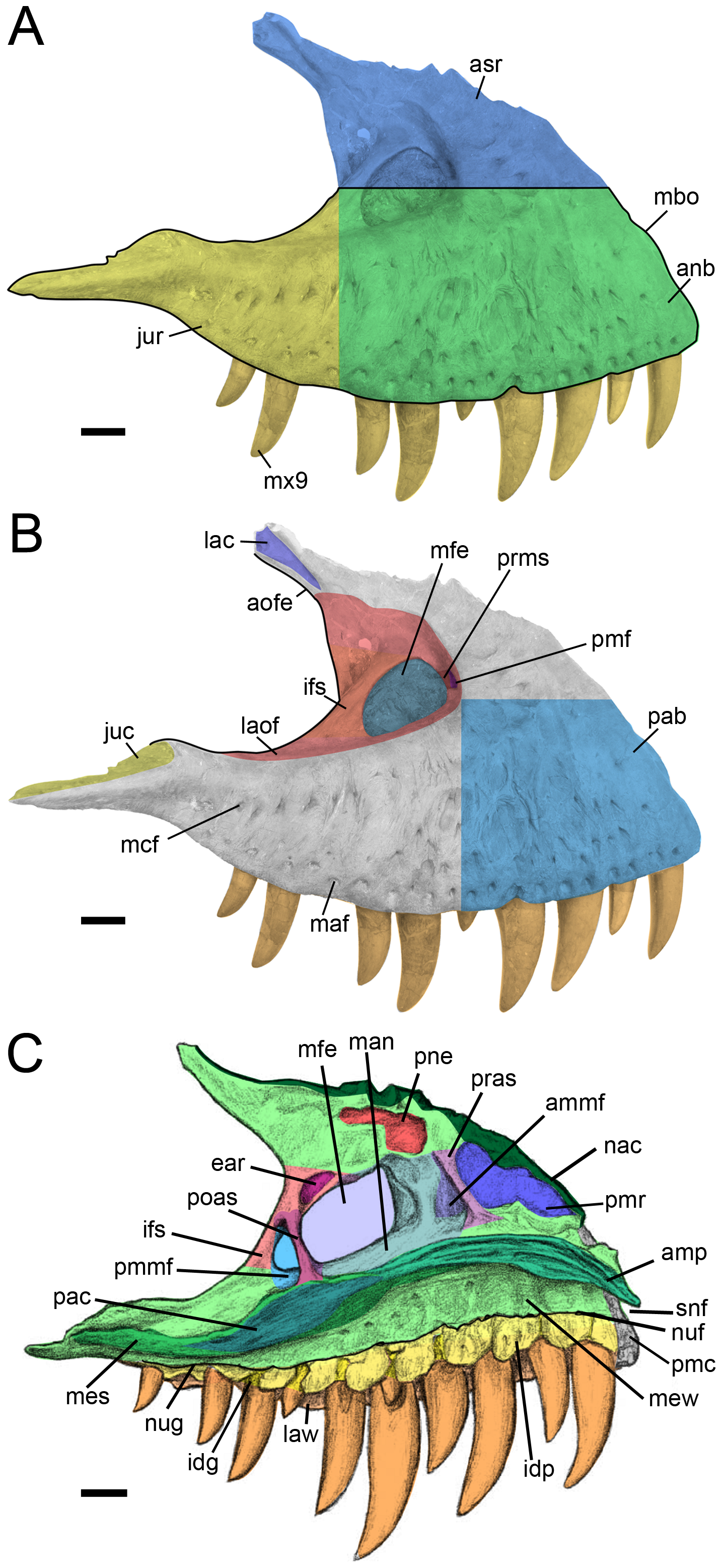 Figure 2. Proposed terminology and annotation of the nonavian theropod maxilla.