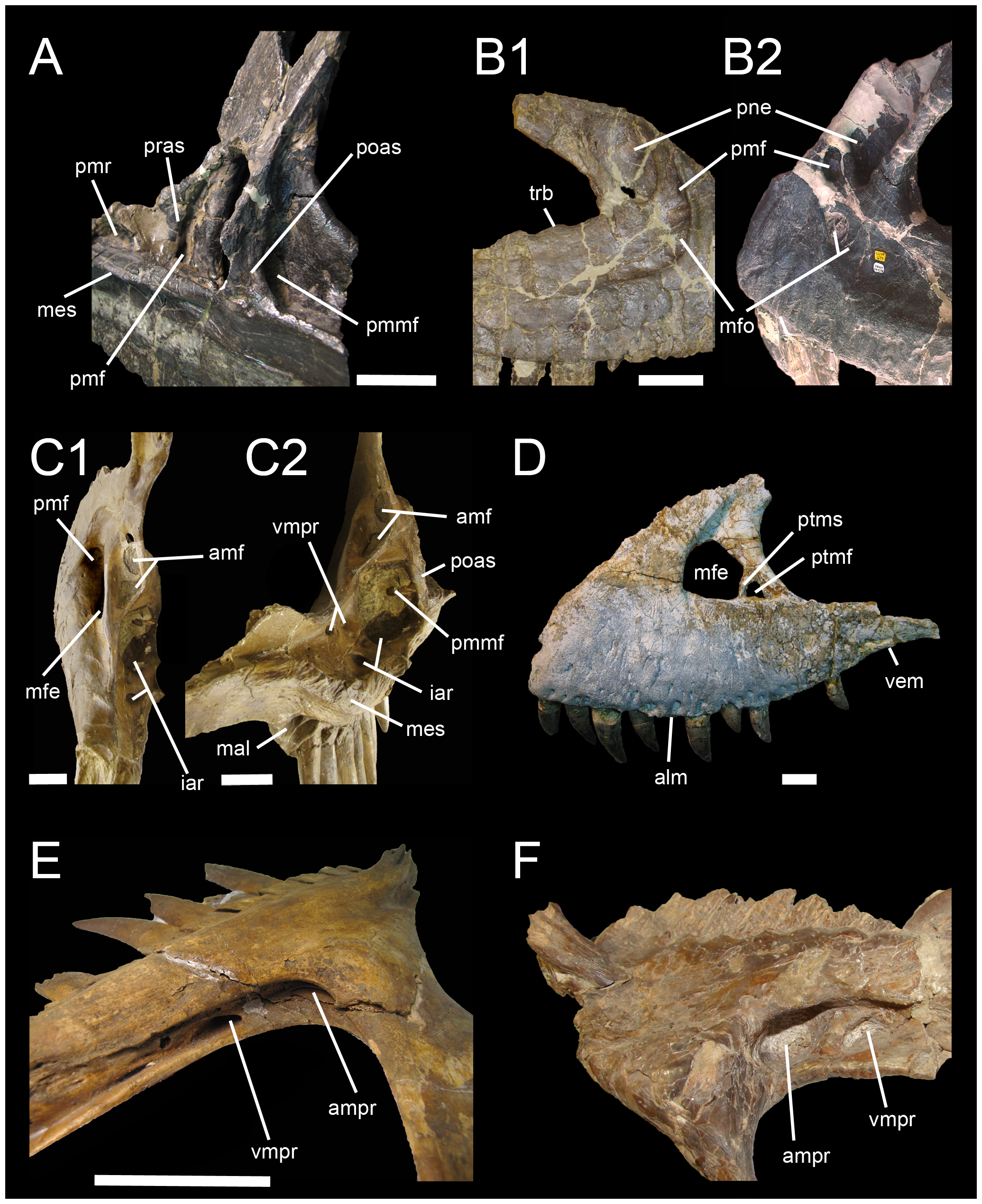 Figure 3. Proposed terminology and annotation of the nonavian theropod maxilla.