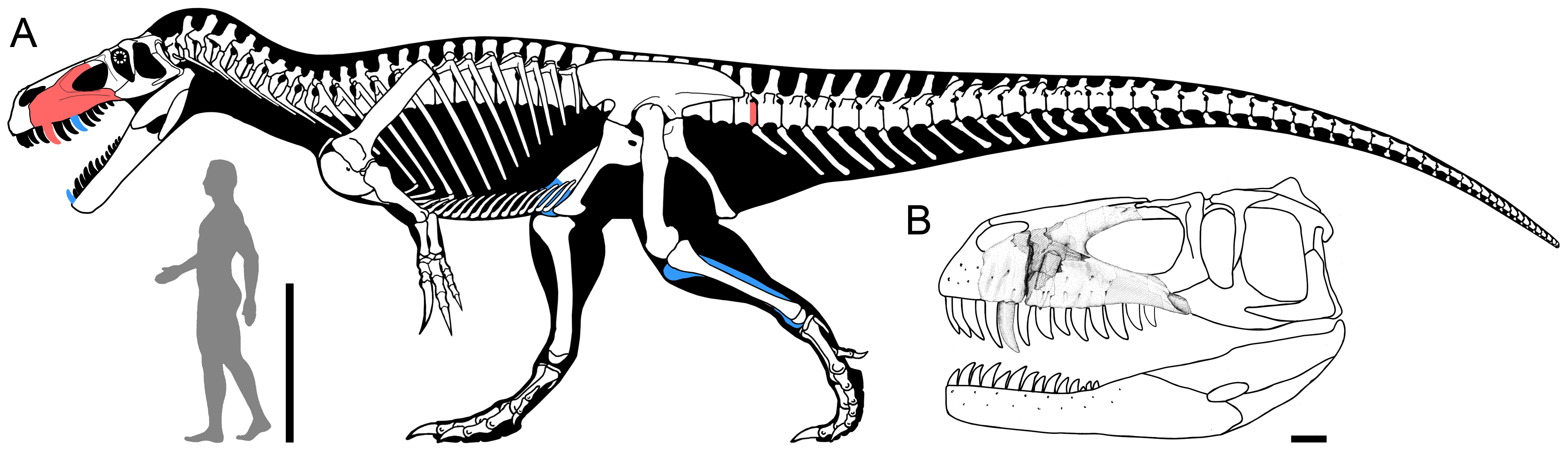 Figure 4. Reconstruction of Torvosaurus gurneyi in lateral view.