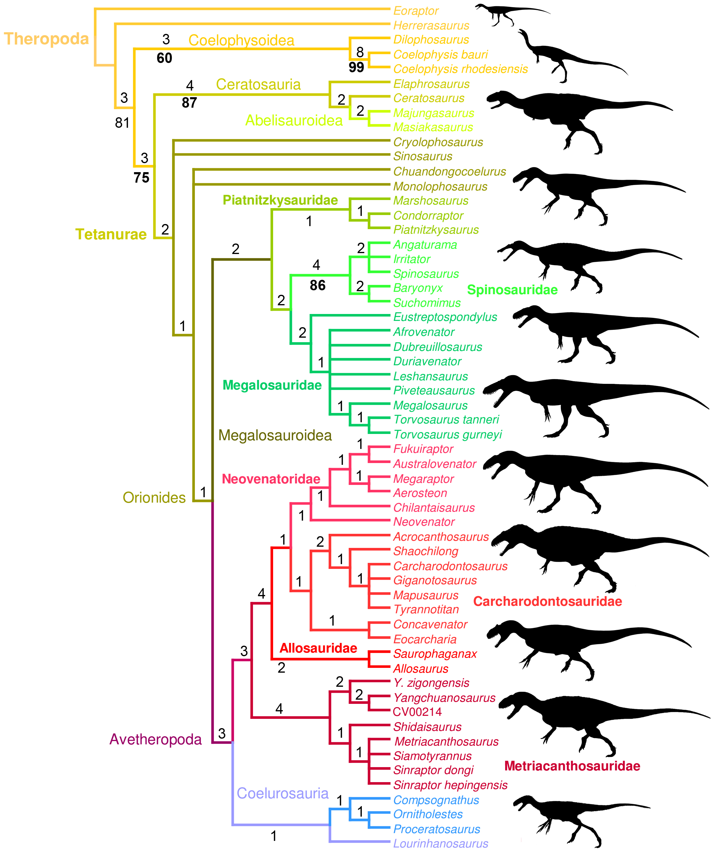 Figure 9 of Hendrickx and Mateus (2014, PLOS ONE): strict consensus cladogram of 71 most parsimonious trees, positioning Torvosaurus tanneri and T. gurneyi within Megalosauridae after pruning wildcard taxa.