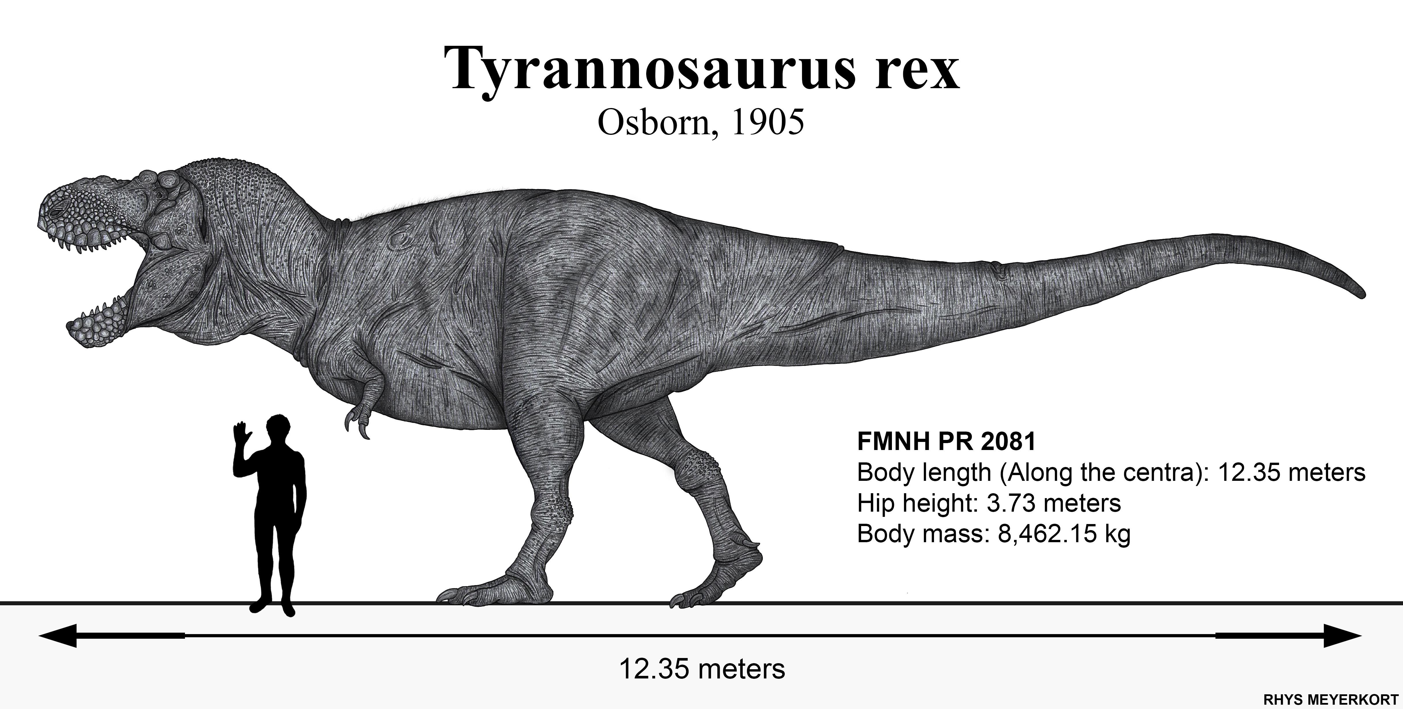 Diagrama de escala do espécime FMNH PR 2081 (Sue), por Rhys Meyerkort. Comprimento corporal: 12,35 m; altura do quadril: 3,73 m; massa: 8.462 kg.