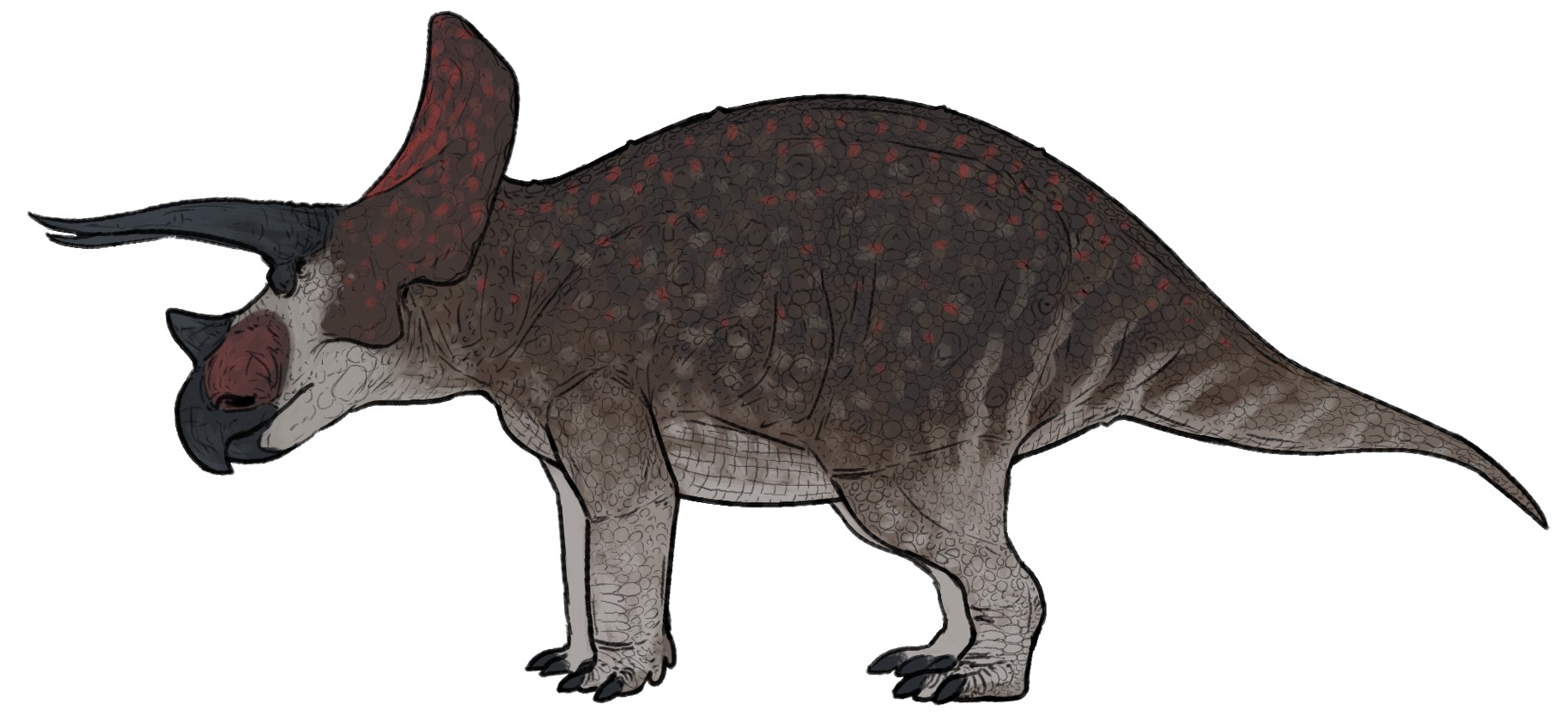 Triceratops
