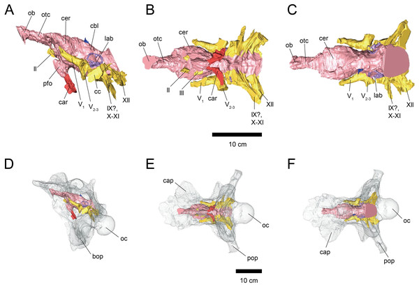 Figure 1: Cranial endocast (A–C) and braincase (D–F) of FPDM-V-9677. (A, D) Left lateral, (B, E) ventral, and (C, F) dorsal views. Brain endocast represented by pink coloring; cranial nerves by yellow; carotid artery by red; venous canals by blue; endosseous labyrinth by purple. Abbreviations: car, cerebral carotid artery canal; c, cochlea; cc, columellar canal; cbl, cerebellum; cer, cerebral hemisphere; cvcm, caudal middle cerebral vein; lab, labyrinth; ob, olfactory bulb; otc, olfactory tract;