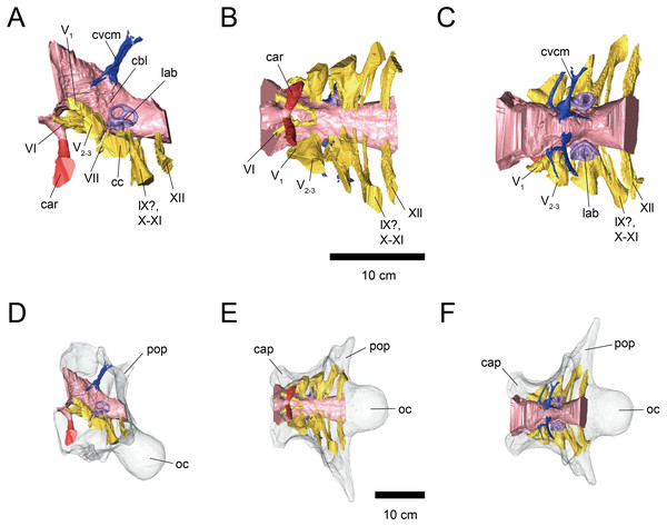 Figure 2: Cranial endocast (A–C) and braincase (D–F) of FPDM-V-9775. (A, D) Left lateral, (B, E) ventral, and (C, F) dorsal views. Color scheme and abbreviations are given in the caption of Fig. 1 . Download full-size image DOI: 10.7717/peerj.9888/fig-2