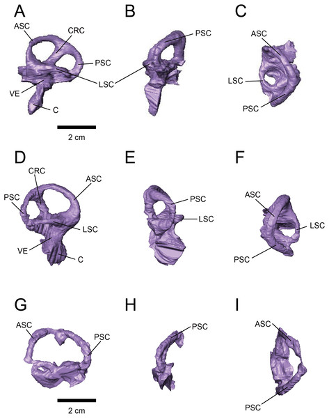 Figure 3: Left (A–C) and right (D–H) endosseous labyrinth of FPDM-V-9775, and left (G–H) endosseous labyrinth of FPDM-V-9677. (A, D, G) Lateral, (B, E, H) posterior, and (C, F, I) dorsal views. Abbreviations: ASC, anterior semicircular canal; C, cochlea; CRC, crus commune; LSC, lateral semicircular canal; PSC, posterior semicircular canal; VE, vestibule of inner ear. Download full-size image DOI: 10.7717/peerj.9888/fig-3