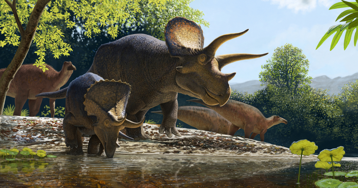 Reconstituição de Triceratops em habitat natural — análises de desgaste dental indicam que se alimentava de vegetação dura como palmeiras, samambaias e cicadas, quebrando galhos com o bico córneo.