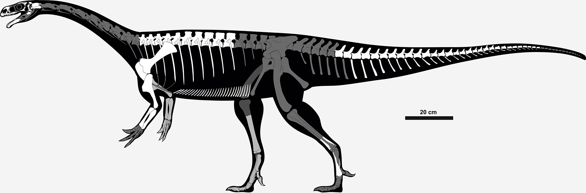 Skeletal reconstruction of Unaysaurus tolentinoi, with preserved bones of holotype UFSM 11069 shaded. One of the most complete Triassic dinosaurs from Brazil.