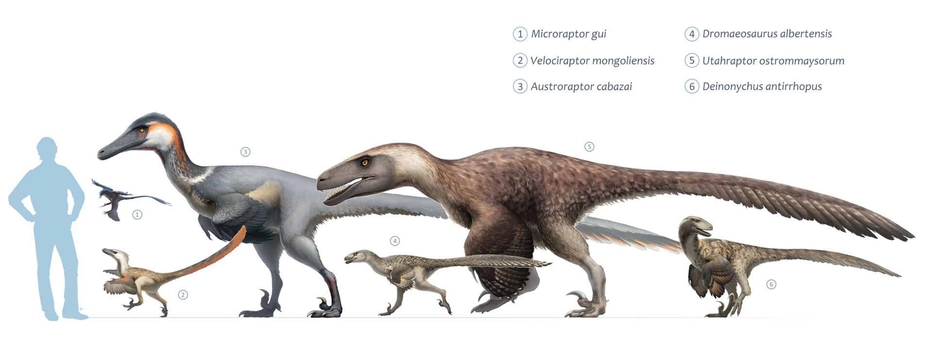 Comparação de tamanho entre diferentes dromeossaurídeos — Utahraptor ostrommaysorum (topo) era o maior da família, com 6 metros de comprimento, muito maior que Velociraptor mongoliensis (~1,8 m) e Deinonychus antirrhopus (~3,4 m).
